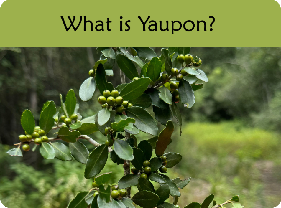 Close-up of yaupon plant leaves; opens to article on what yaupon is.