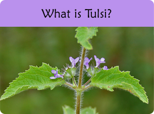 Close-up of a tulsi plant with purple flowers; opens to article on what tulsi is.