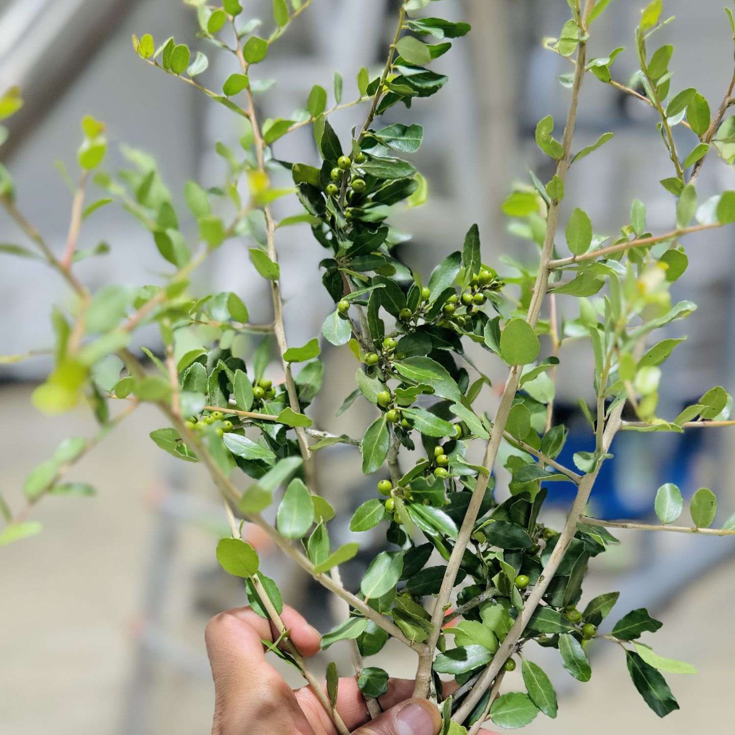 Yaupon Green Vitality Origin