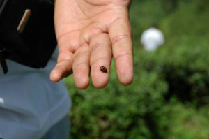Close-up of a hand showing a beneficial insect found in the tea field.