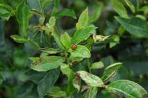 Ladybug on a tea plant leaf surrounded by healthy green foliage.