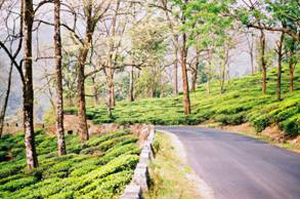 Winding road through a scenic tea estate with rows of tea bushes and tall trees in the background.