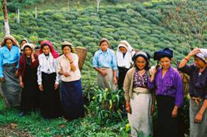 Group of women tea workers standing in a lush tea field, representing community and collaboration.