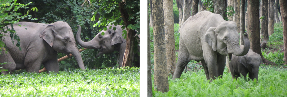  Asian elephants interact in a lush tea garden, with an adult and calf standing among trees.